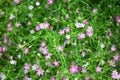 Beautiful lovely little pink flowers pattern with green leaves decorated Royalty Free Stock Photo