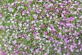 Beautiful lovely little white and pink gypsophila flowers patte