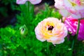 Beautiful lovely mixed color white and pink Ranunculus or Buttercup flowers isolated on black background. Royalty Free Stock Photo