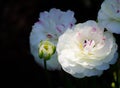 Beautiful lovely mixed color white and pink Ranunculus or Buttercup flowers isolated on black background. Royalty Free Stock Photo