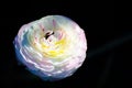 Beautiful lovely mixed color white and pink Ranunculus or Buttercup flowers isolated on black background. Royalty Free Stock Photo