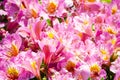 Beautiful lovely pink of Alstroemeria of Lily of the Incas in close up for background at a botanical garden. Royalty Free Stock Photo