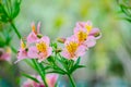 Beautiful lovely pink of Alstroemeria of Lily of the Incas in close up for background at a botanical garden. Royalty Free Stock Photo