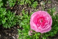 Beautiful lovely pink Ranunculus or Buttercup flowers at Centennial Park, Sydney, Australia. Royalty Free Stock Photo