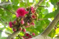 Beautiful lovely pink syzygium malaccense flower on it branch in a spring season at a botanical garden.