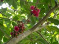 Beautiful lovely pink syzygium malaccense flower on it branch in a spring season at a botanical garden.