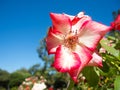 Lovely red pink petal of rose flower in spring season at a botanical garden. Royalty Free Stock Photo
