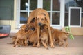 Lovely Rhodesian Ridgeback bitch feeding her puppies while standing