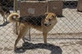 Animal shelter in Hashtgerd city of Karaj province that protects dogs