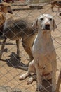 Animal shelter in Hashtgerd city of Karaj province that protects dogs