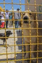 Animal shelter in Hashtgerd city of Karaj province that protects dogs