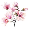 Beautiful lovely tender herbal wonderful floral summer bouquet of a pink Japanese magnolia flowers watercolor hand illustration Royalty Free Stock Photo