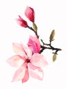 Beautiful lovely tender herbal wonderful floral summer pink Japanese magnolia flower watercolor