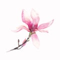 Beautiful lovely tender herbal wonderful floral summer pink Japanese magnolia flower watercolor