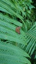 Beautiful and lovely tropical rainforest butterfly Royalty Free Stock Photo