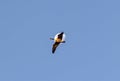 Beautiful lovely wild Canada goose flying high in the blue sky on a sunny day Royalty Free Stock Photo