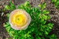 Beautiful lovely yellow and pink Ranunculus or Buttercup flowers at Centennial Park, Sydney, Australia.