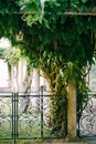 Beautiful low forged openwork fence in a green park Royalty Free Stock Photo