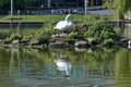 Beautiful low ground reflective view of white swan Cygnus with baby swans cygnets resting in sunshine on small island in lake Royalty Free Stock Photo