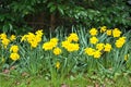 Beautiful low ground view of spring yellow daffodil Narcissus flowers in St Stephens Green Park, Dublin, Ireland Royalty Free Stock Photo