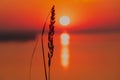 Beautiful low key sunrise with early sun and spikelet. Spica and sunset. Royalty Free Stock Photo