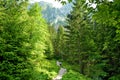 Beautiful Low Tatras landscape with forest in the foreground. Majestic pine trees of Tatra mountain range near Zakopane, Poland Royalty Free Stock Photo