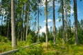 Beautiful Low Tatras landscape with forest in the foreground. Majestic pine trees of Tatra mountain range near Zakopane, Poland Royalty Free Stock Photo