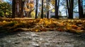 Beautiful low view of an old house and the orange leaves in the ground during the fall autumn season Halloween