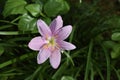 Beautiful lpink flower in the garden city