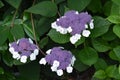 Beautiful blossoms of  hydrangea aspera macrophylla Royalty Free Stock Photo