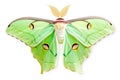 Beautiful Luna Moth butterfly isolated on a white background with clipping path Royalty Free Stock Photo