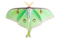 Beautiful Luna Moth butterfly isolated on a white background with clipping path Royalty Free Stock Photo