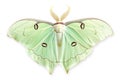 Beautiful Luna Moth butterfly isolated on a white background with clipping path Royalty Free Stock Photo