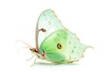 Beautiful Luna Moth butterfly isolated on a white background. Side view Royalty Free Stock Photo