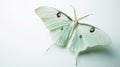 beautiful Luna moth sitting delicately background Royalty Free Stock Photo