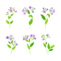 Beautiful lungwort or pulmonaria flowers set. Wild meadow flowering medicinal herbal plant vector illustration Royalty Free Stock Photo