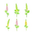 Beautiful lupin flowers set. Wild meadow flowering herbaceous plant vector illustration Royalty Free Stock Photo