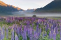 Beautiful lupine flower full bloom summer season Royalty Free Stock Photo