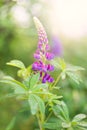 Beautiful lupine flower after rain with water drops