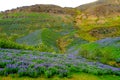 Beautiful lupine flowers on a mountain near Siglufjordur, Iceland in the summer