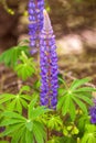 Beautiful Lupine Purple Wild with pink purple and blue flowers