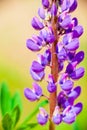 Beautiful Lupine Purple Wild with pink purple and blue flowers