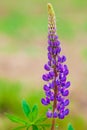 Beautiful Lupine Purple Wild with pink purple and blue flowers