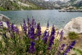 Beautiful lupine wildflowers in front of Lake Sabrina CA Royalty Free Stock Photo