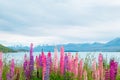 Beautiful Lupins flower around Lake Tekapo area, New Zealand Royalty Free Stock Photo
