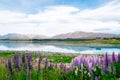 Beautiful Lupins flower around Lake Tekapo church of the good shepherd area, New Zealand Royalty Free Stock Photo