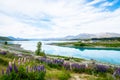 Beautiful Lupins flower around Lake Tekapo church of the good shepherd area, New Zealand Royalty Free Stock Photo