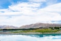 Beautiful Lupins flower around Lake Tekapo church of the good shepherd area, New Zealand Royalty Free Stock Photo