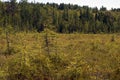 Beautiful lush bog in brighton new york in late summer Royalty Free Stock Photo