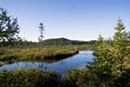 Beautiful lush boggy marshy wetlands in brighton new york in late summer Royalty Free Stock Photo